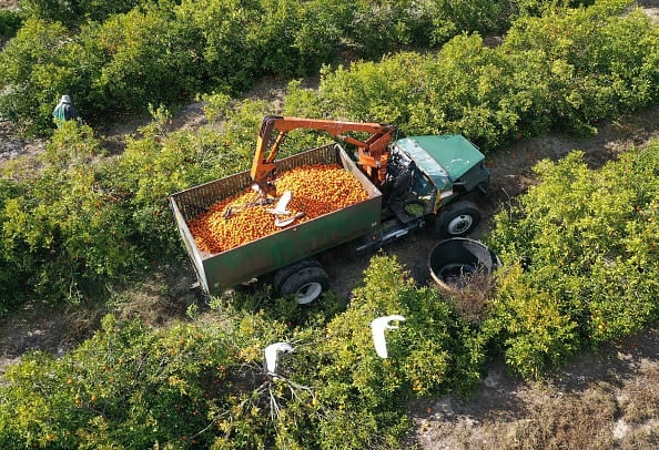 USDA's Outlook For Florida's Orange Crop This Winter Is Lowest In Decades, Due To Citrus Greening Disease