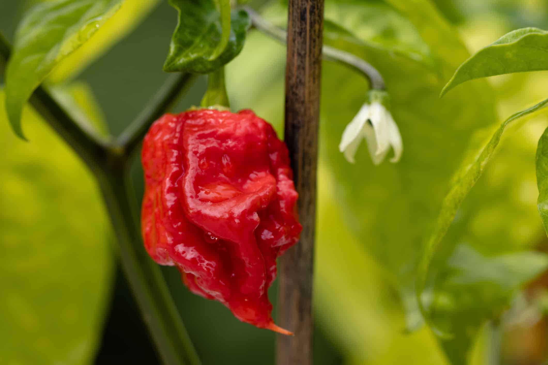 Closeup shot of Carolina Reaper chili pepper