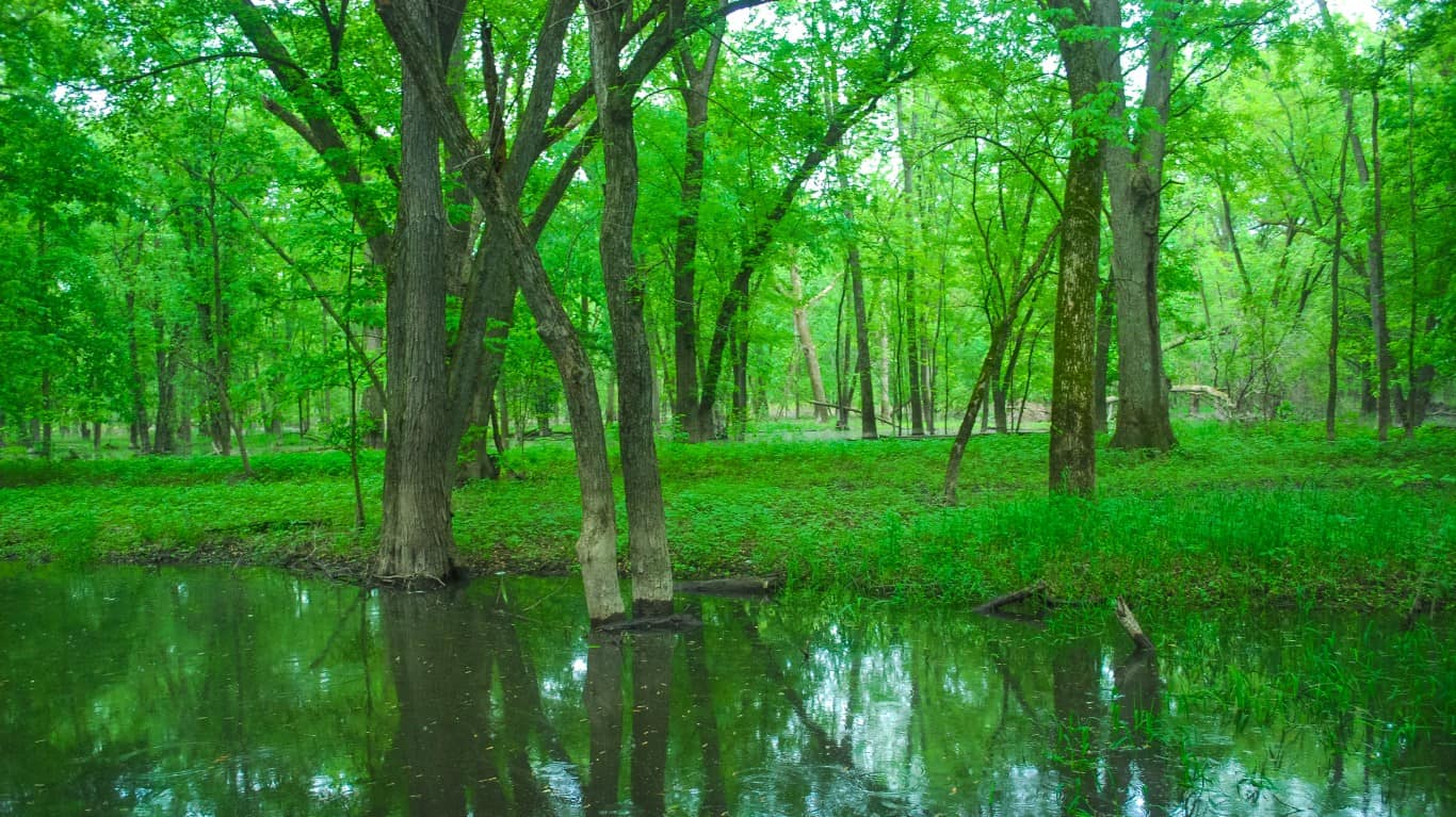 Crawford+Wisconsin | Floodplain Forest