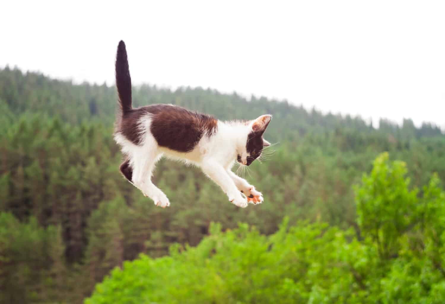 cute cat flying and falling in the nature. closeup