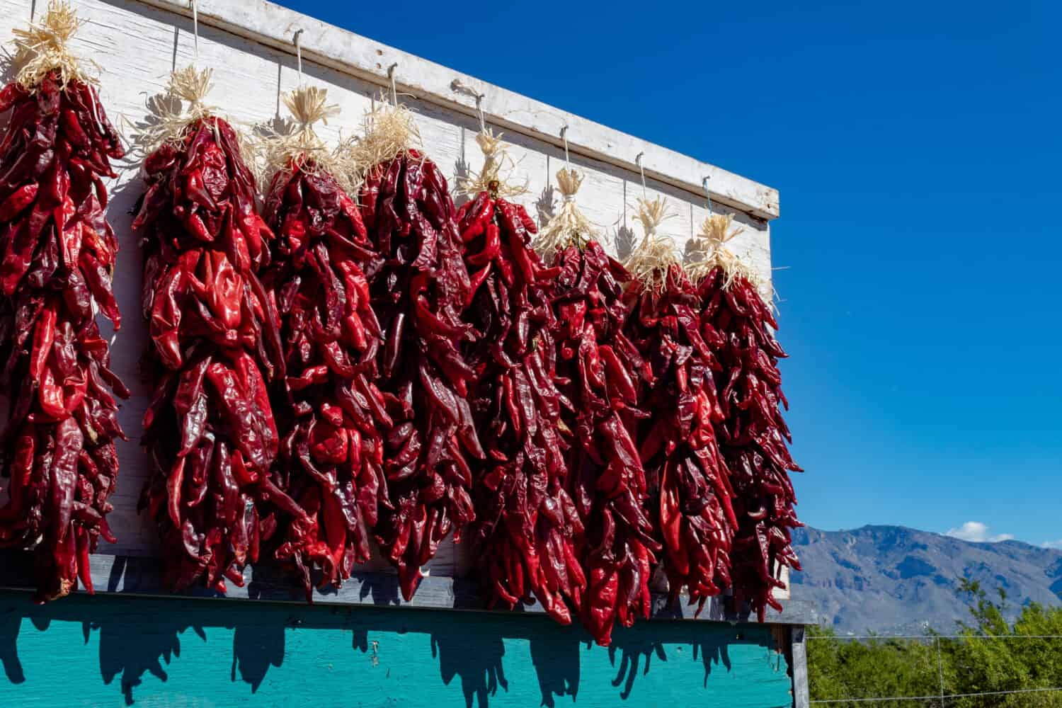 Bundles of fresh ripe red Hatch Chili Peppers freshly picked and hanging to dry on the side of a white board with a turquoise panel, with mountains and a blue sky background. Roadside vendor display.
