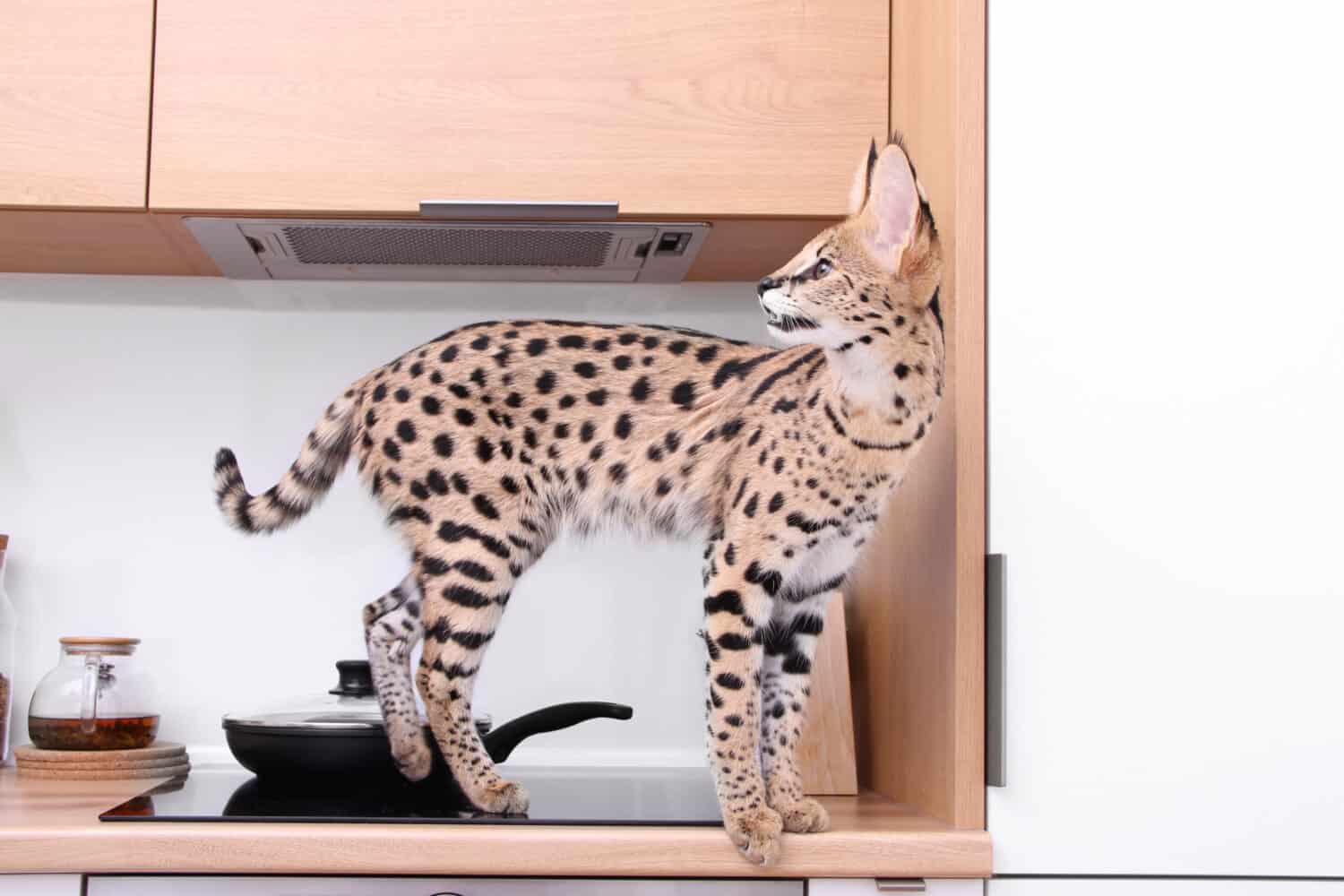 Domesticated kitten Serval Ashera Savannah in the apartment Serval (Leptailurus serval) pet serval cat