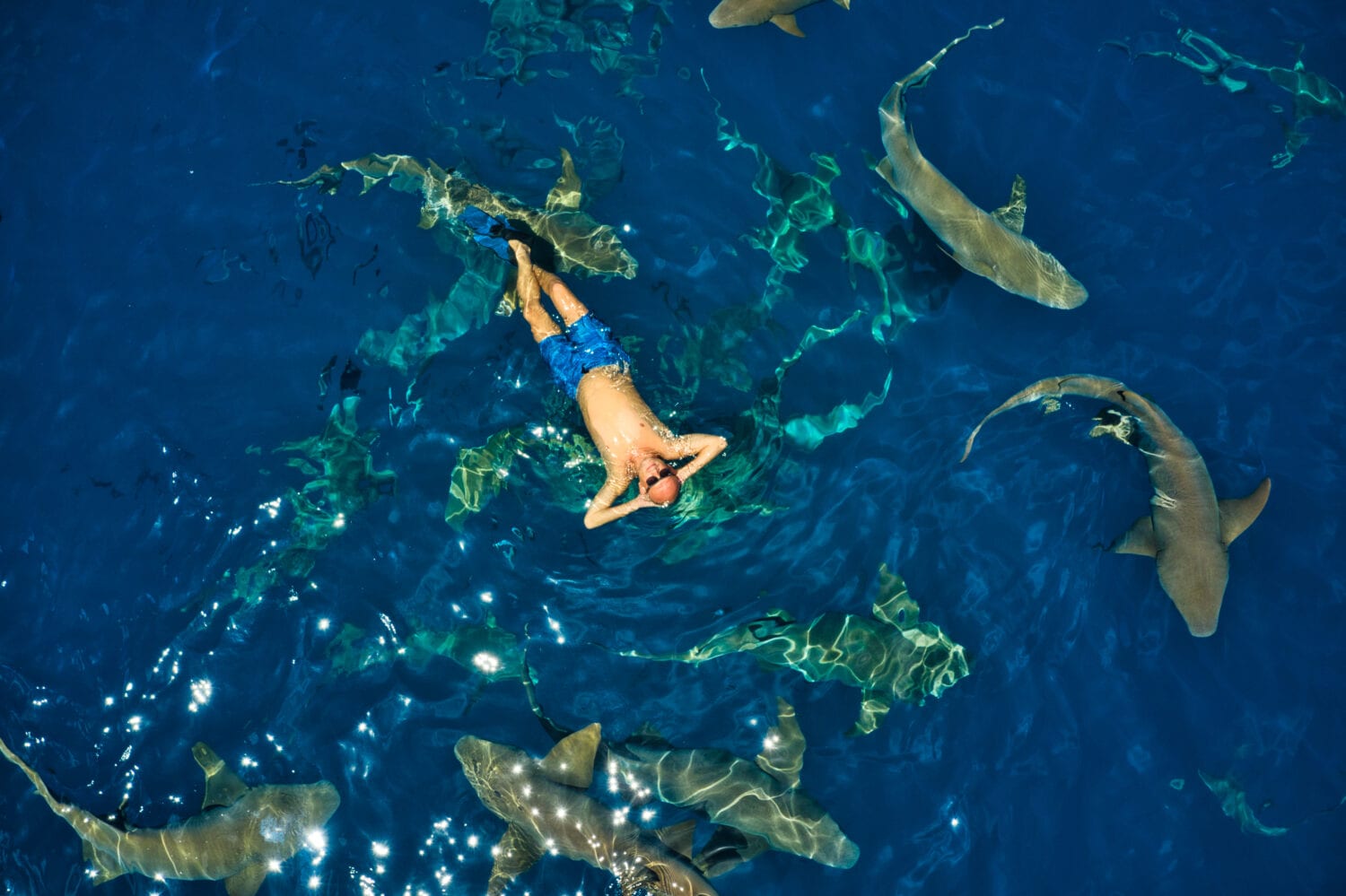 man in the middle of the ocean surrounded by sharks and sunbathing