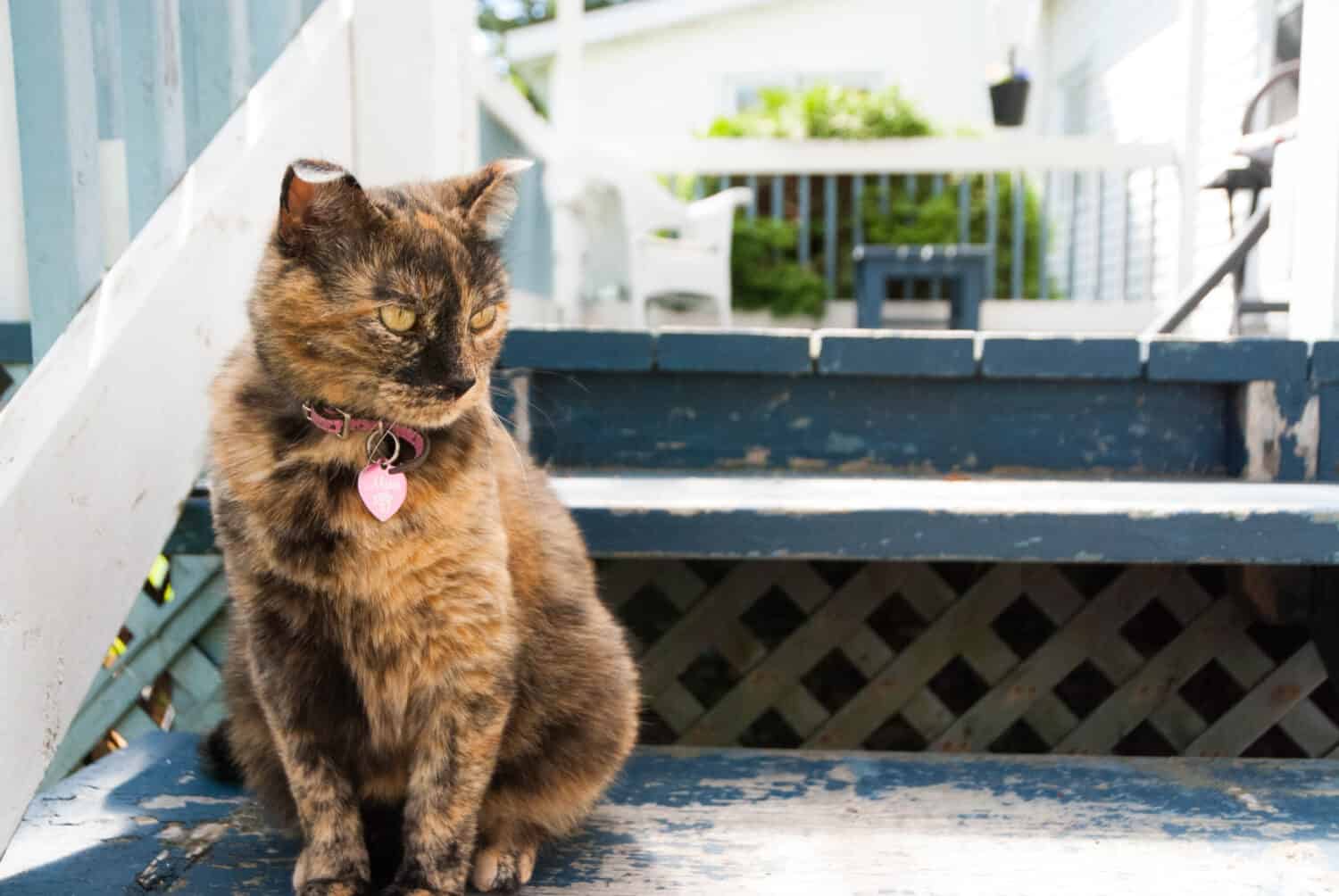 Tortoise shell female cat on stairs
