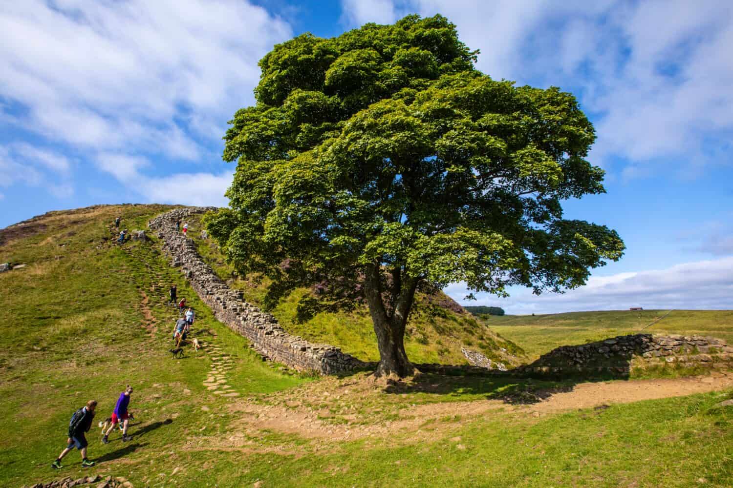 Hikers exploring the stunning Sycamore Gap, located on the Hadrians Wall Path, in Northumberland, UK.