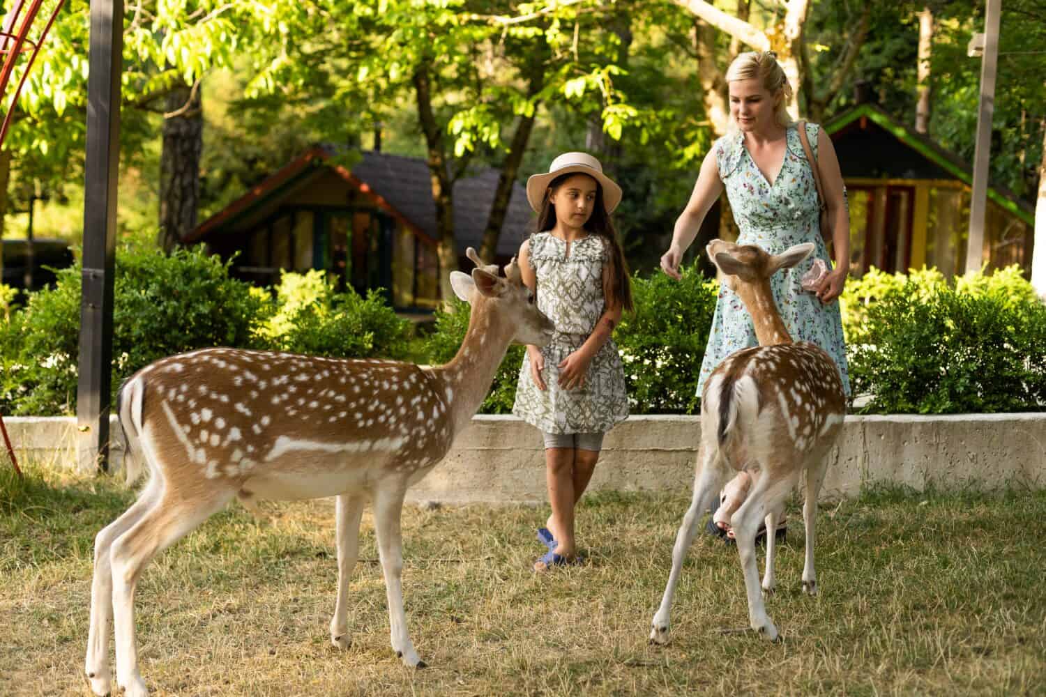 Child feeding wild deer at petting zoo. Kids feed animals at outdoor. Little girl watching reindeer on a farm. Kid and pet animal. Family summer trip to zoological garden. Herd of deers.