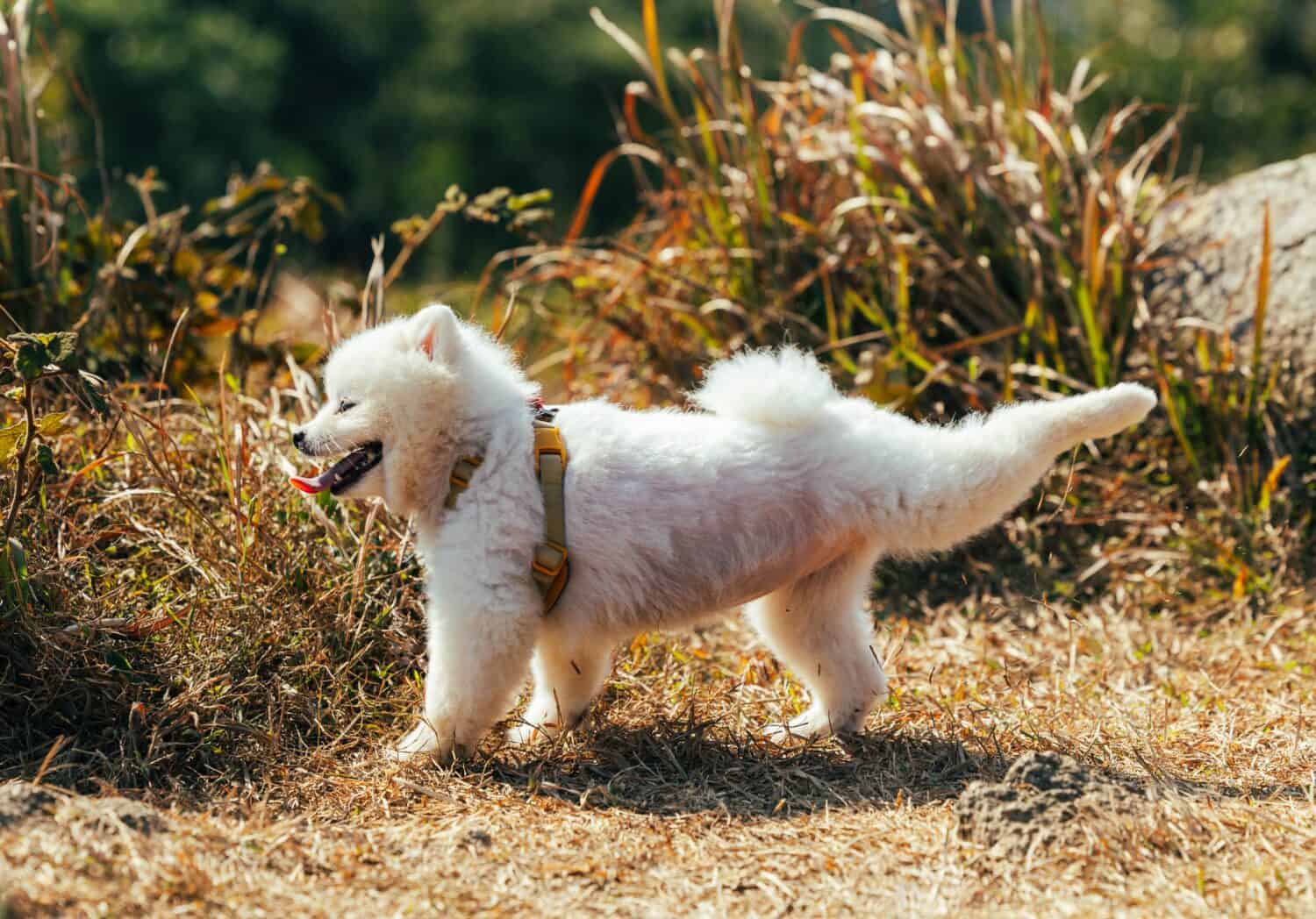 A fluffy white pomeranian puppy dog stretching her back legs enjoying a sunny day out