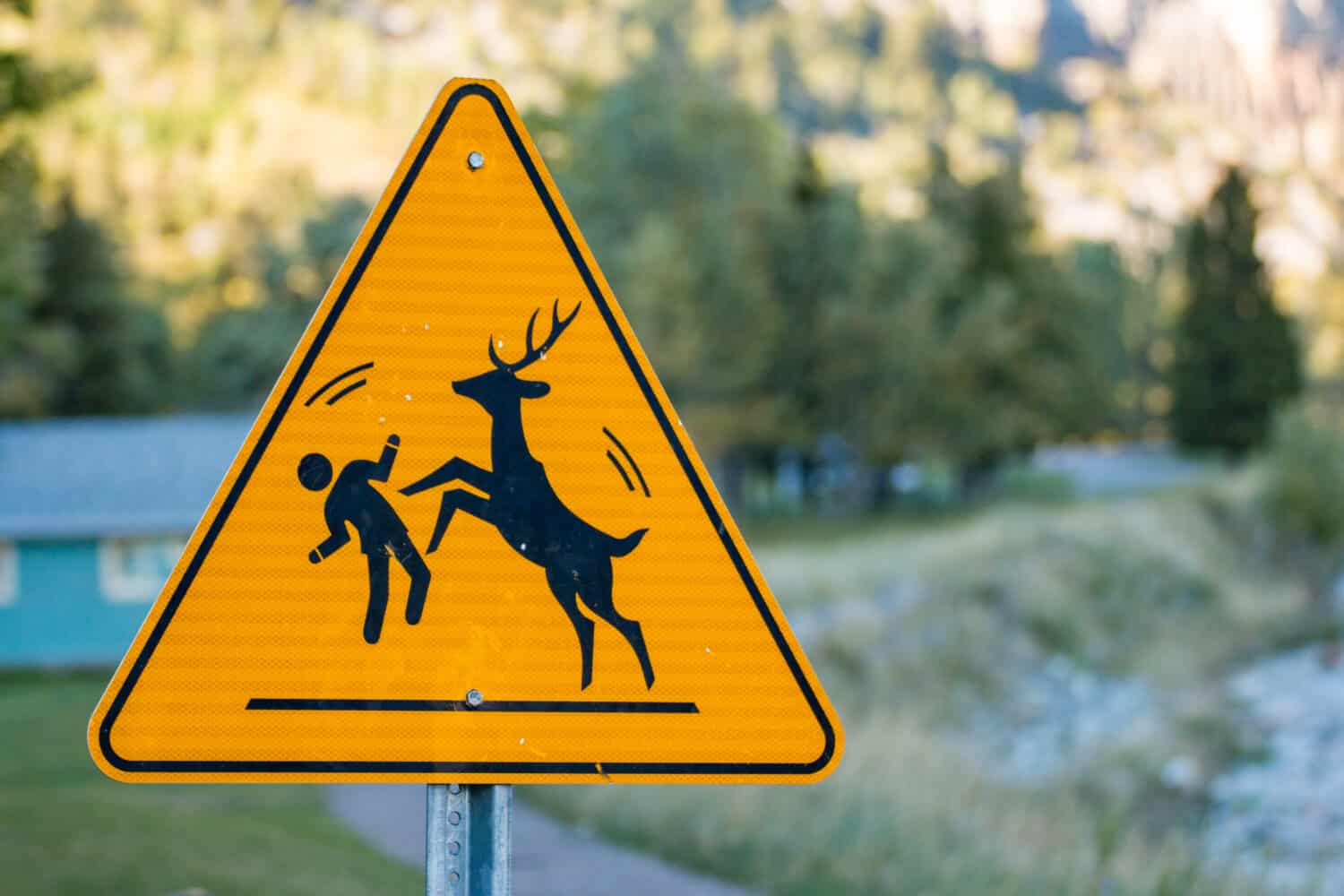Deer Attack Sign