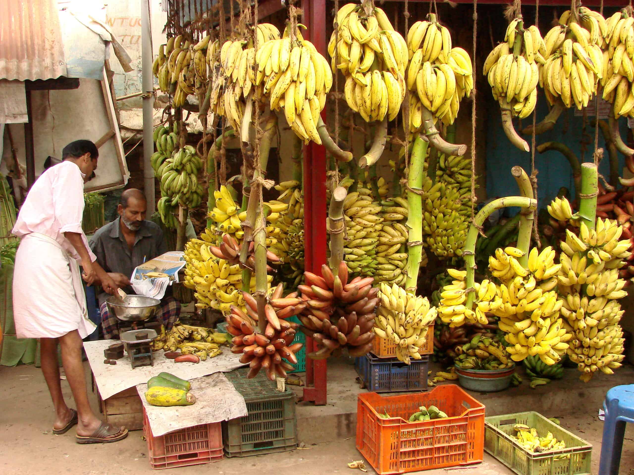 Bananas for Sale at Market - Trivandrum - Kerala - India