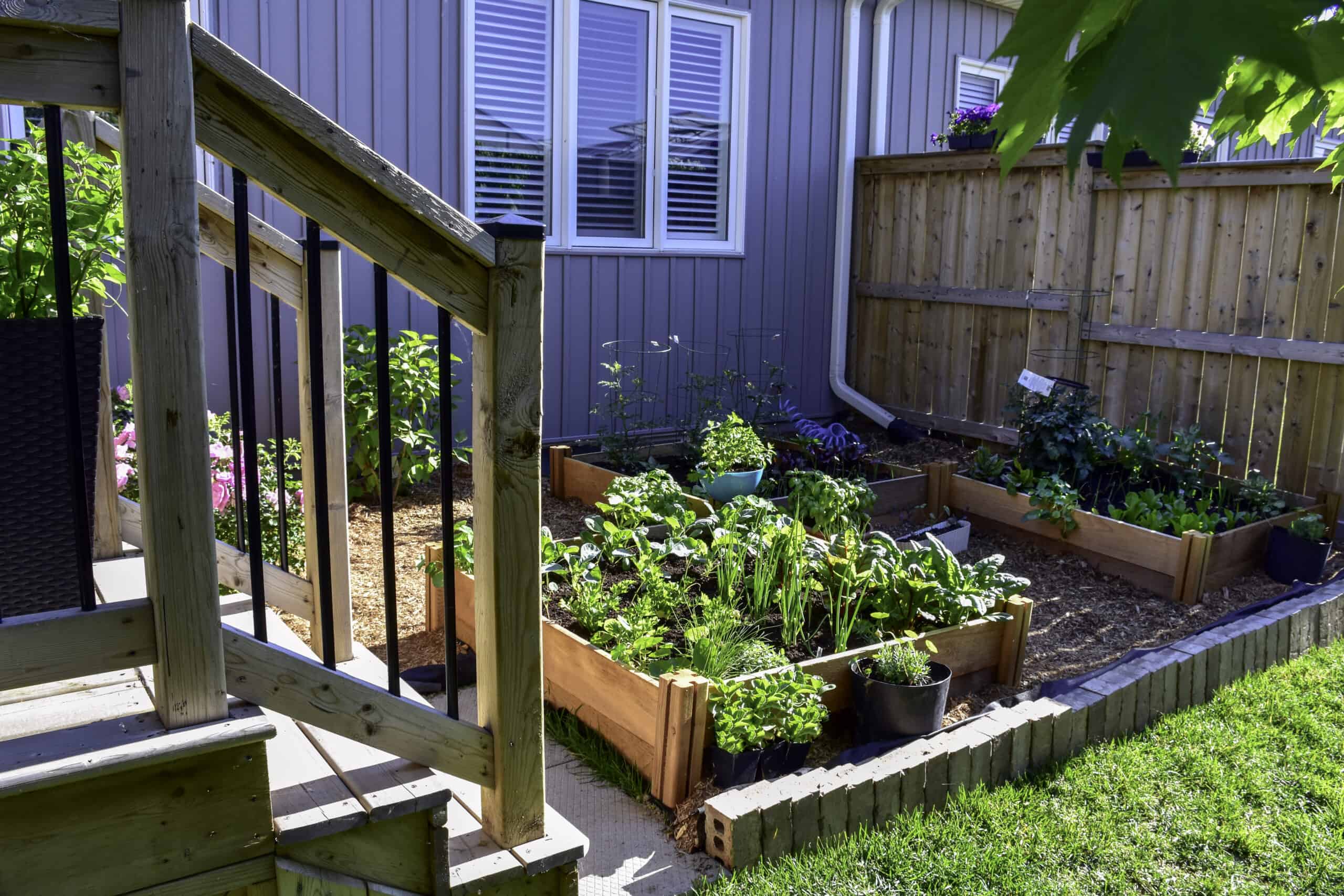 Suburban backyard vegetable garden