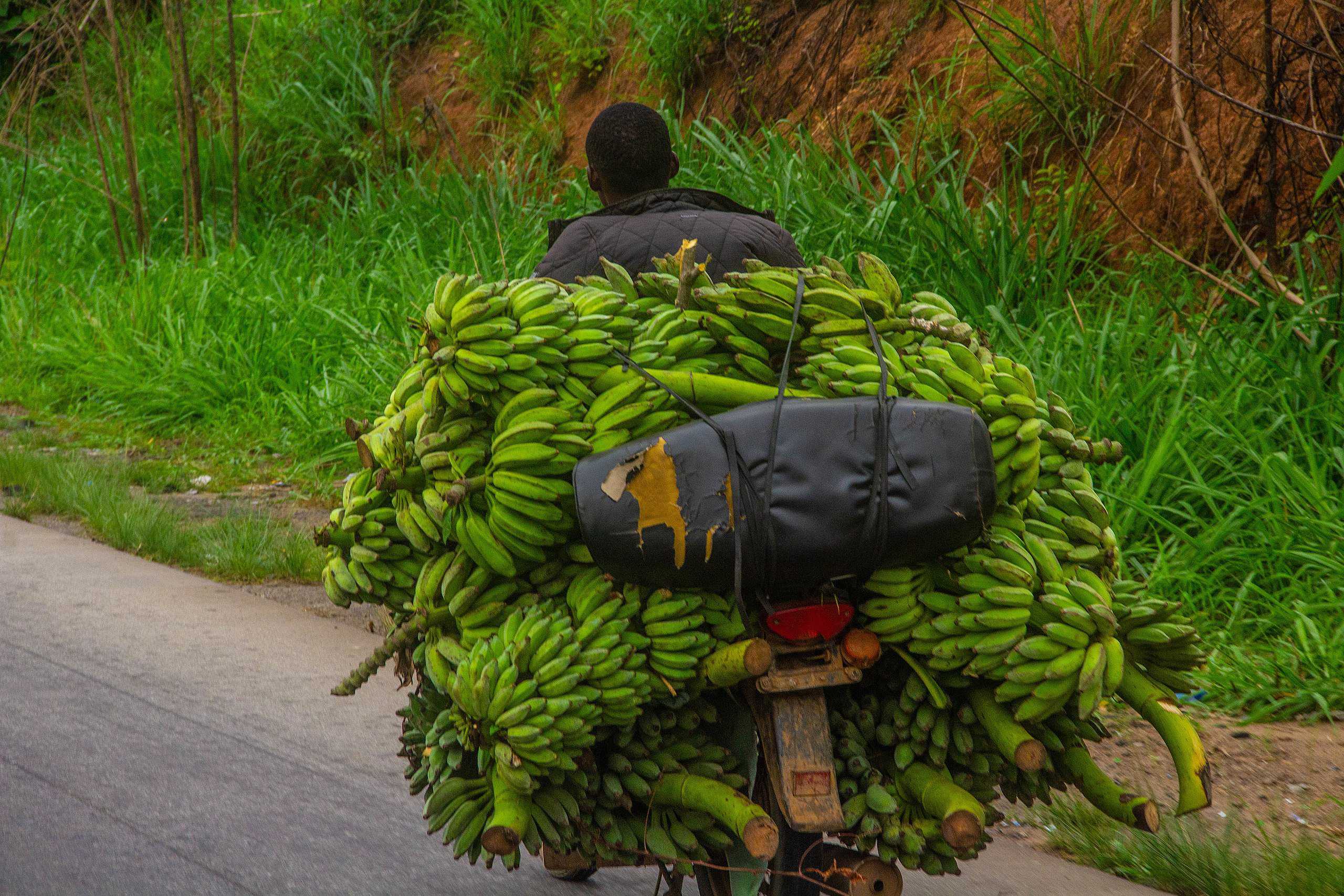 Man transporting bananas to market, Osun state, Nigeria