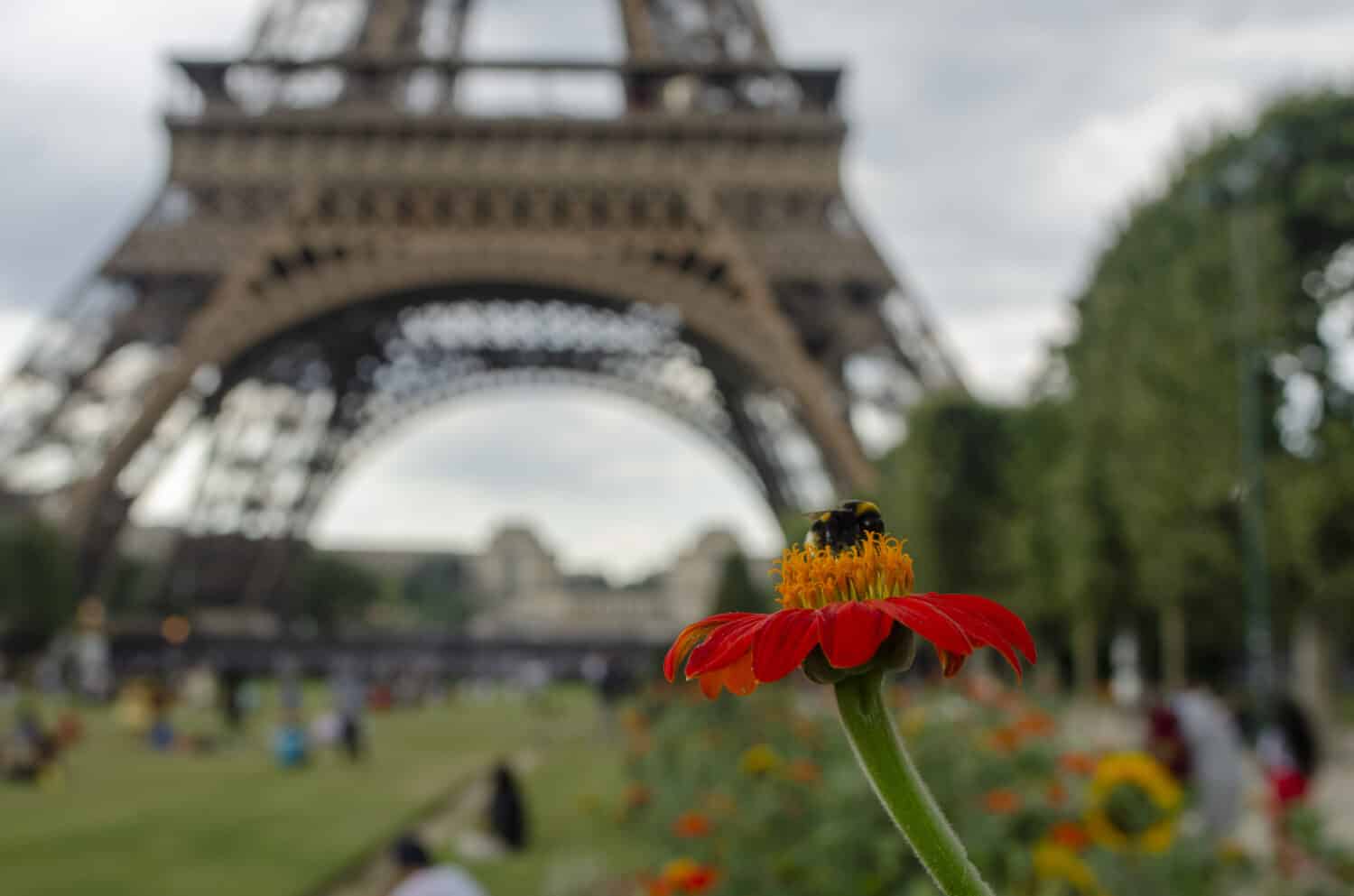 Flower with bumble-bee on it in Parc Champs du Mars with view of Eiffel Tower