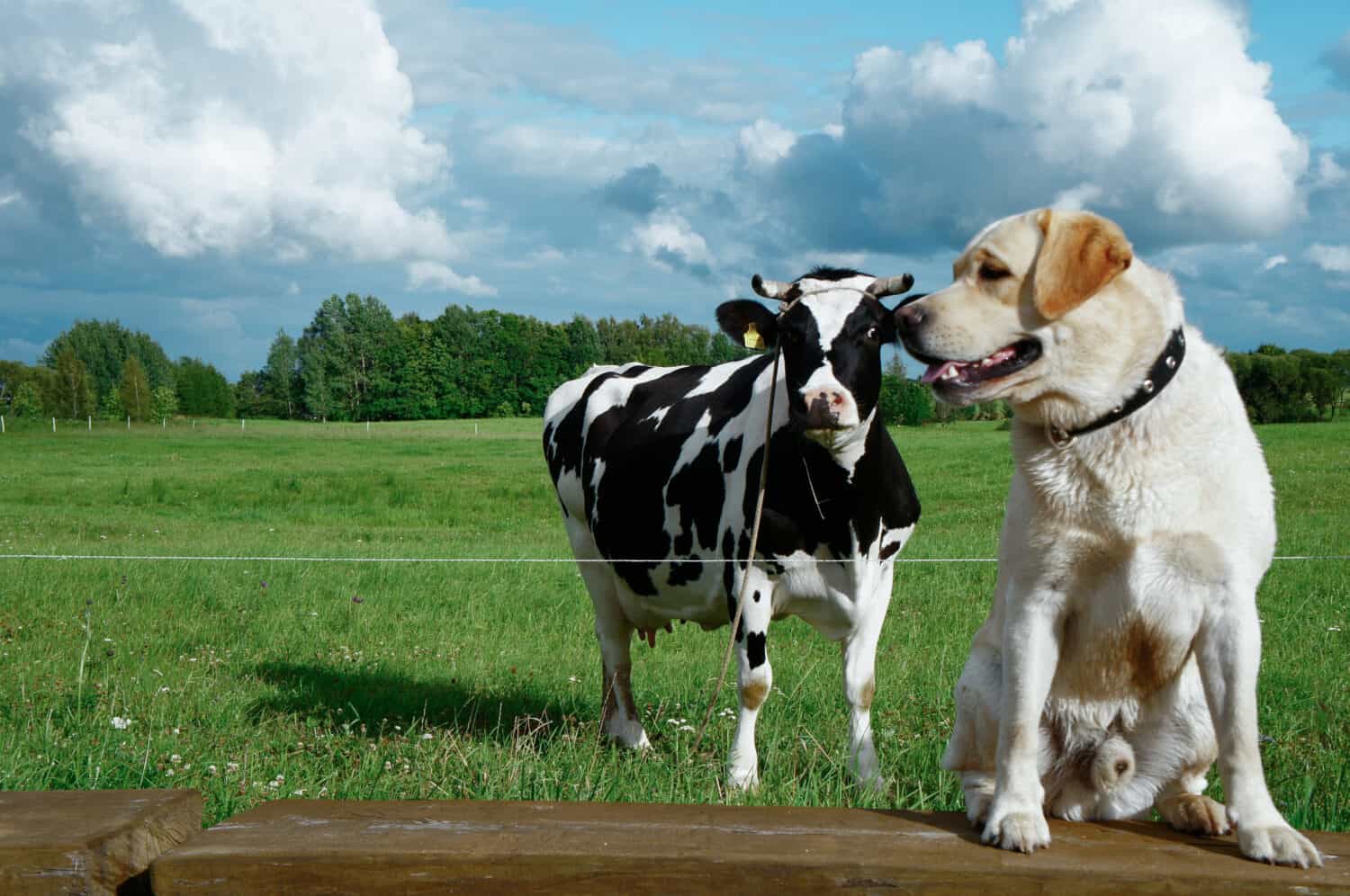 Labrador dog and cow friendship on a beautiful summer day