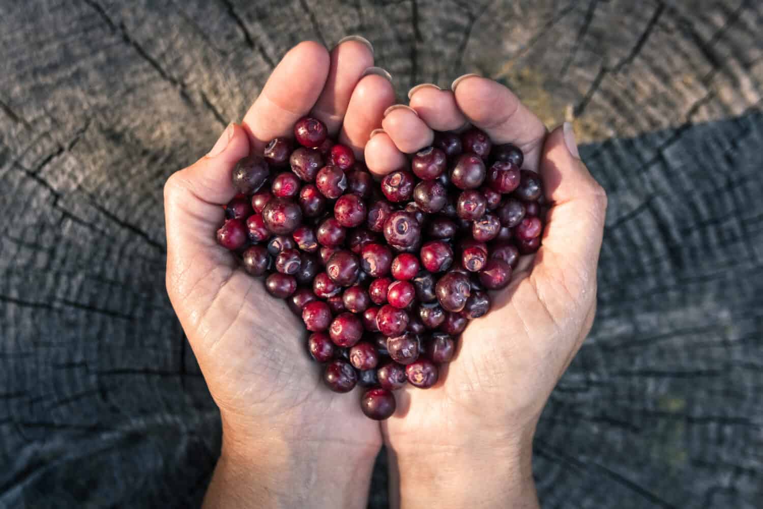 close up of a woman'ss hands holding a bunch of fresh ripe huckleberries in the shape of a heart over a rustic wooden background