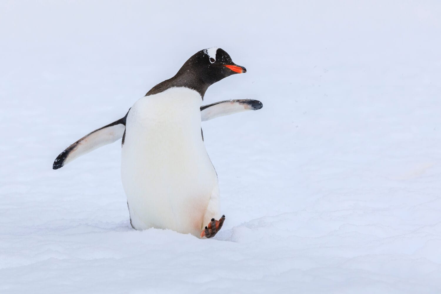 Close up portrait of one gentoo penguin (Pygoscelis papua) walking in the snow of Antarctica with foot raised, wings outstretched, looking at the camera with beak in profile on a white background