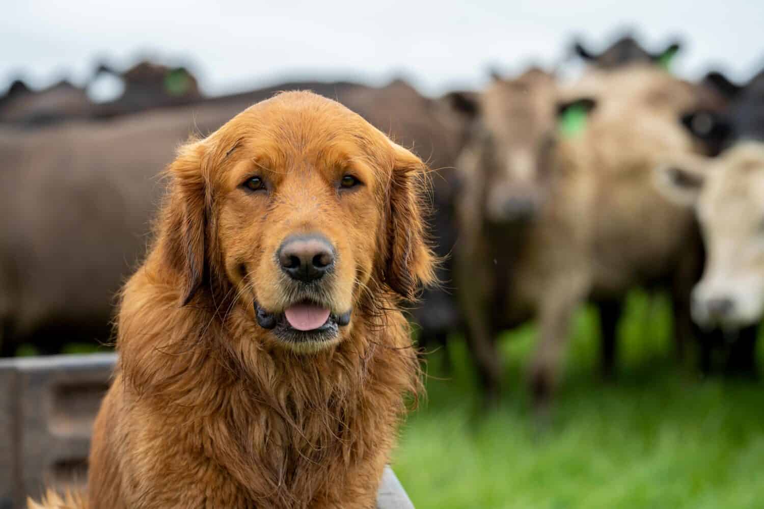 Golden retriever, sitting on a motorbike, with cows behind.