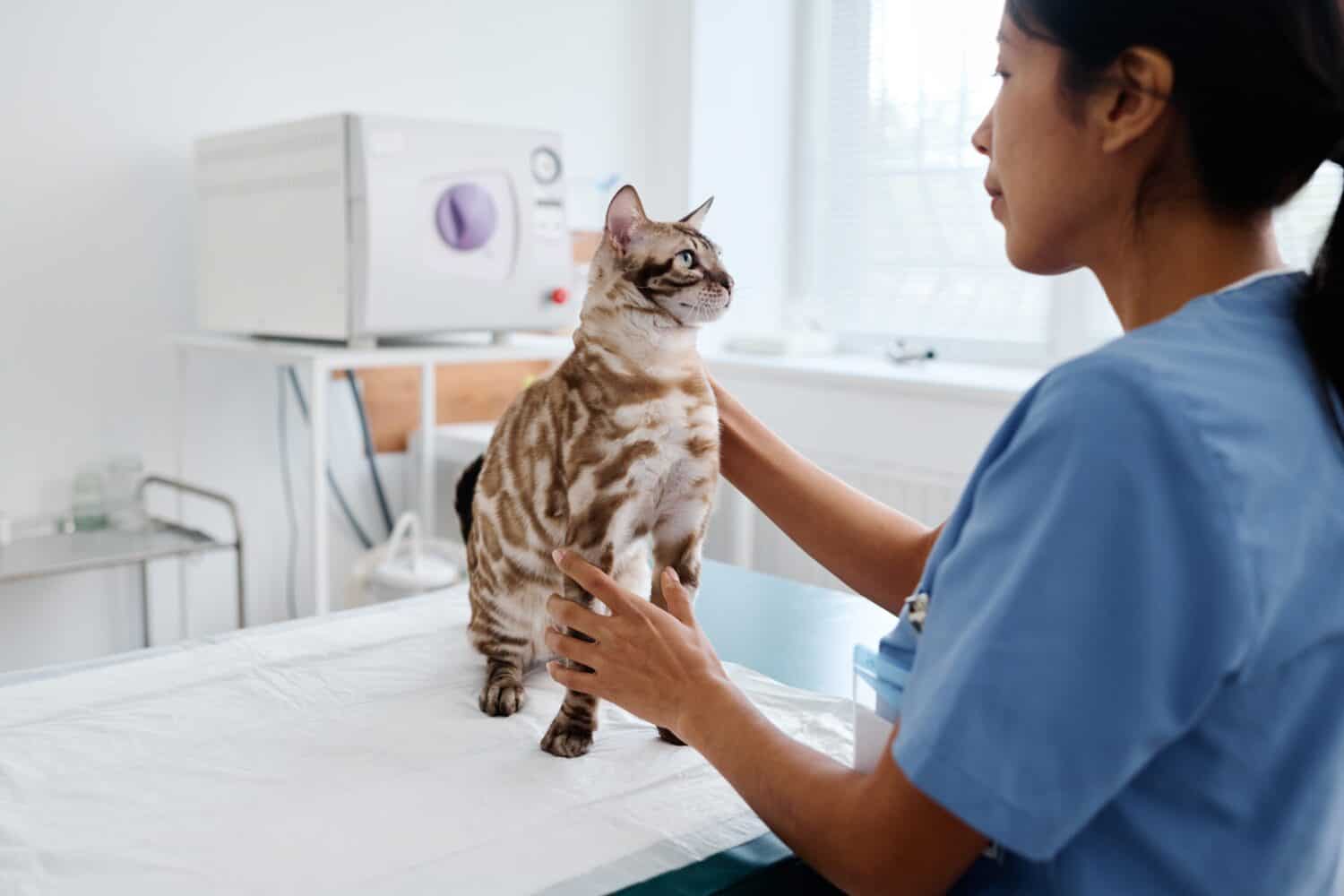 Cat at vet