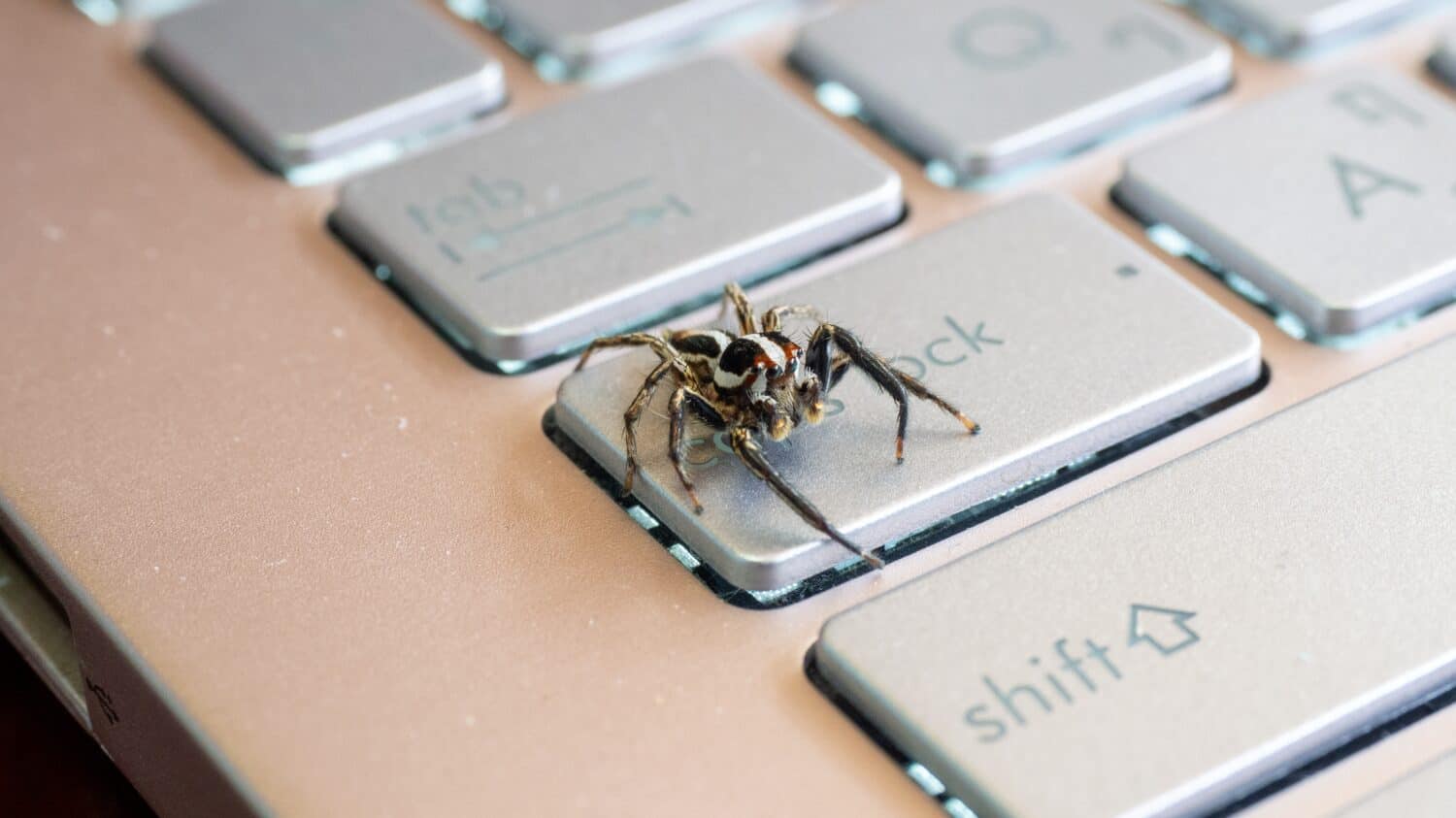 brown and white spider on the keyboard