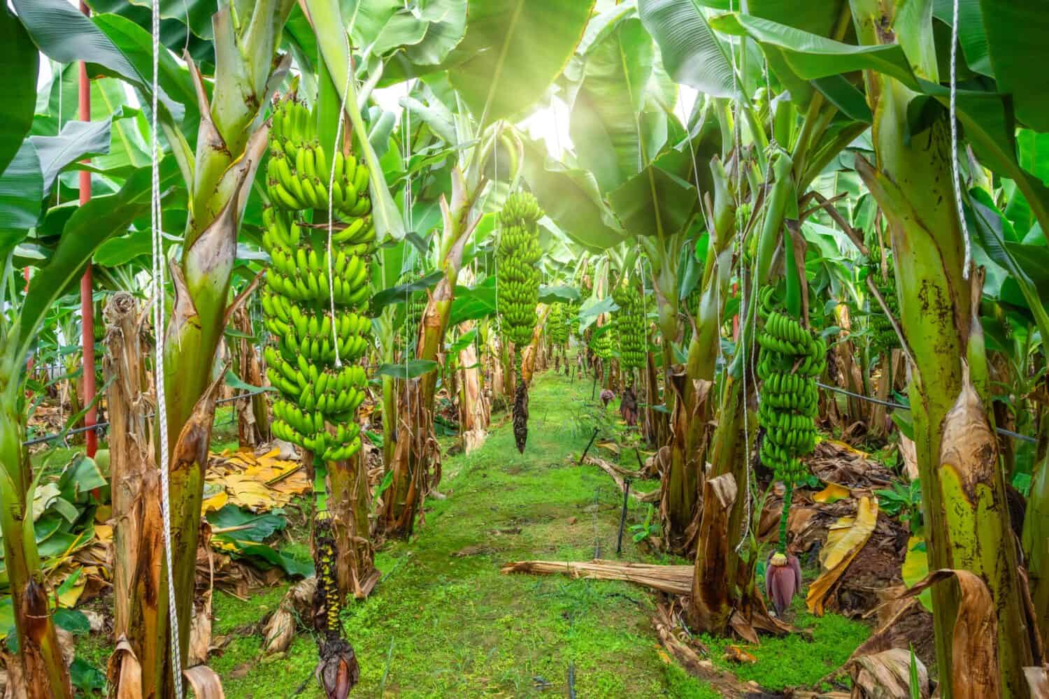 Ecuador banana farms and plantations inside greenhouses. Banana grass grown on an industrial scale. Palm trees with bunches of fruits ripening for sale on the market