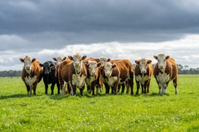 Stud beef hereford cows in a field on a farm in England. English cattle in a meadow grazing on pasture in springtime. Green grass growing in a paddock on a sustainable agricultural ranch.