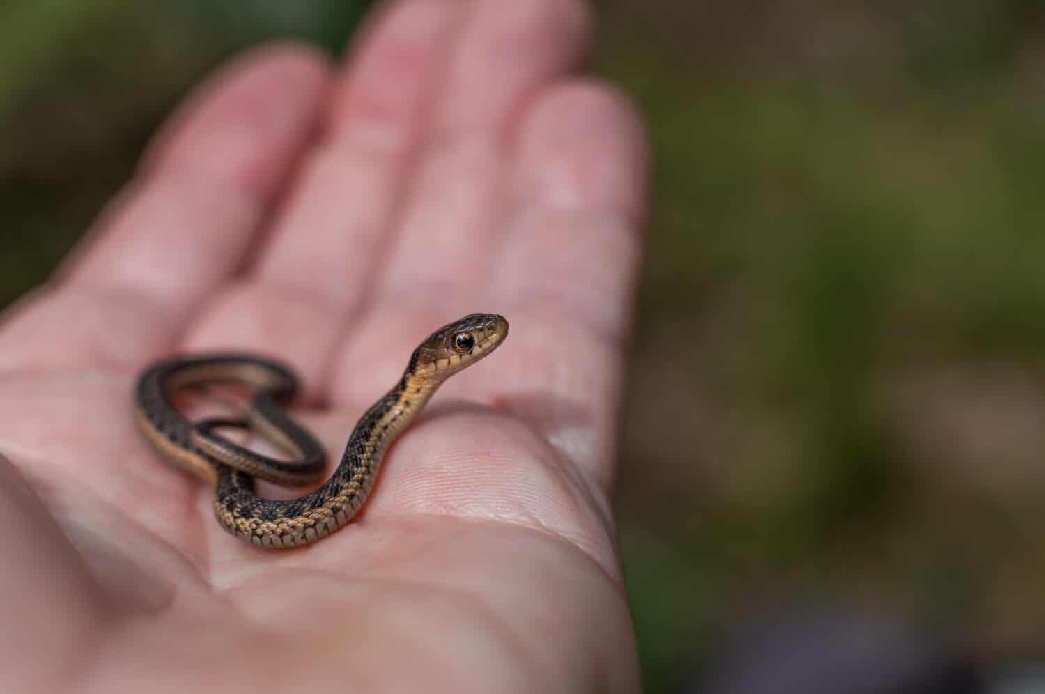 Baby garter snake in hand 