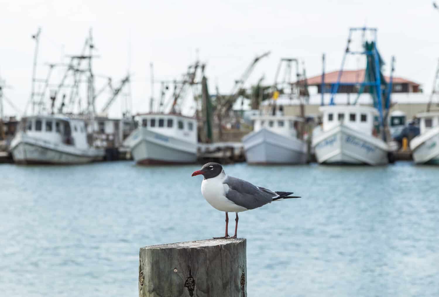 Laughing Gull (Leucophaeus atricilla) perched on post with Fulton Texas fishing fleet in background. Horizontal format