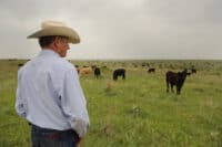 A man in a light blue long-sleeved shirt, blue jeans, and a cream-colored cowboy hat stands with his back mostly to the viewer, looking out over a large, green pasture filled with many black and some tan cattle grazing under a pale, overcast sky. The man is in the foreground on the left, observing his herd that stretches across the wide, flat rangeland.
