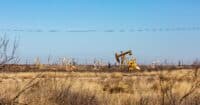 A wide, horizontal shot of a dry, golden grassy field under a clear, bright blue sky. Numerous yellow and brown oil pumpjacks are scattered across the midground and background, accompanied by power lines and utility poles. In the immediate foreground, bare, tangled branches of shrubs are visible on the left and right.