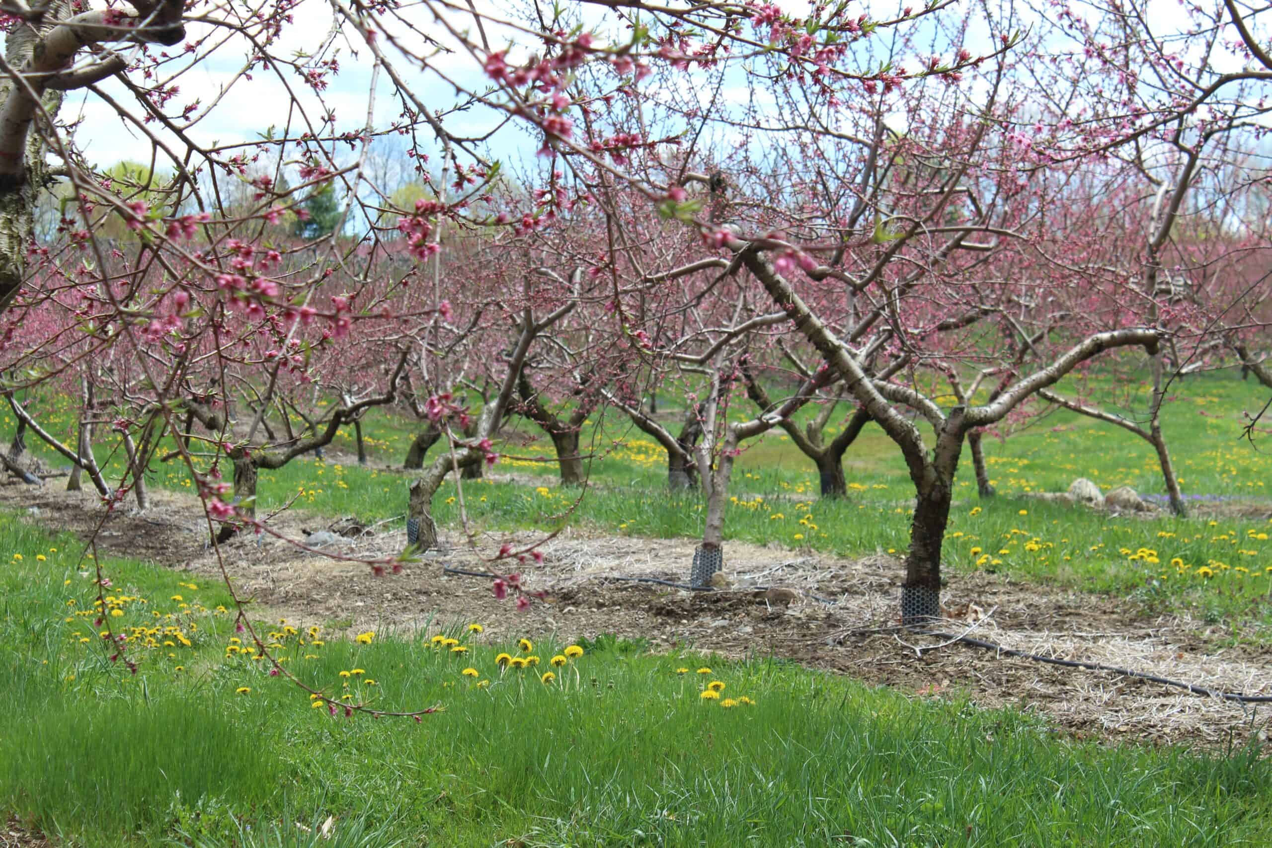 Peabody, Massachusetts | Row of Cherry Blossoms