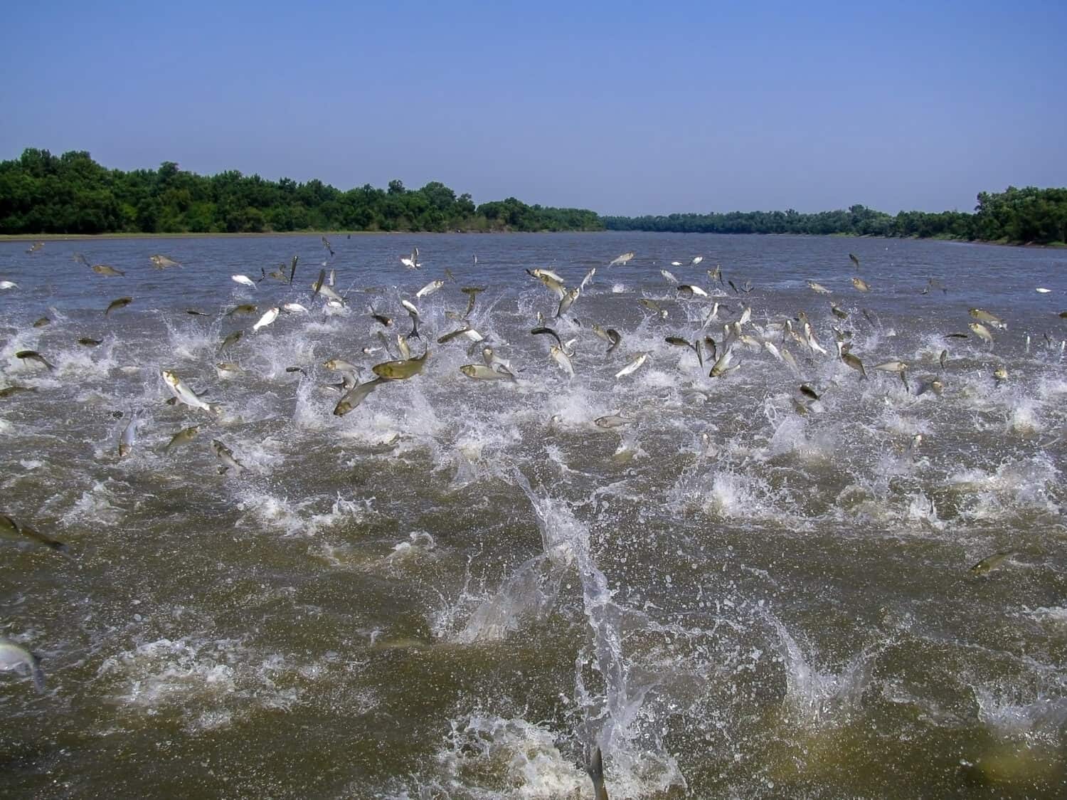 Flying Asian carp massively jump out of the water