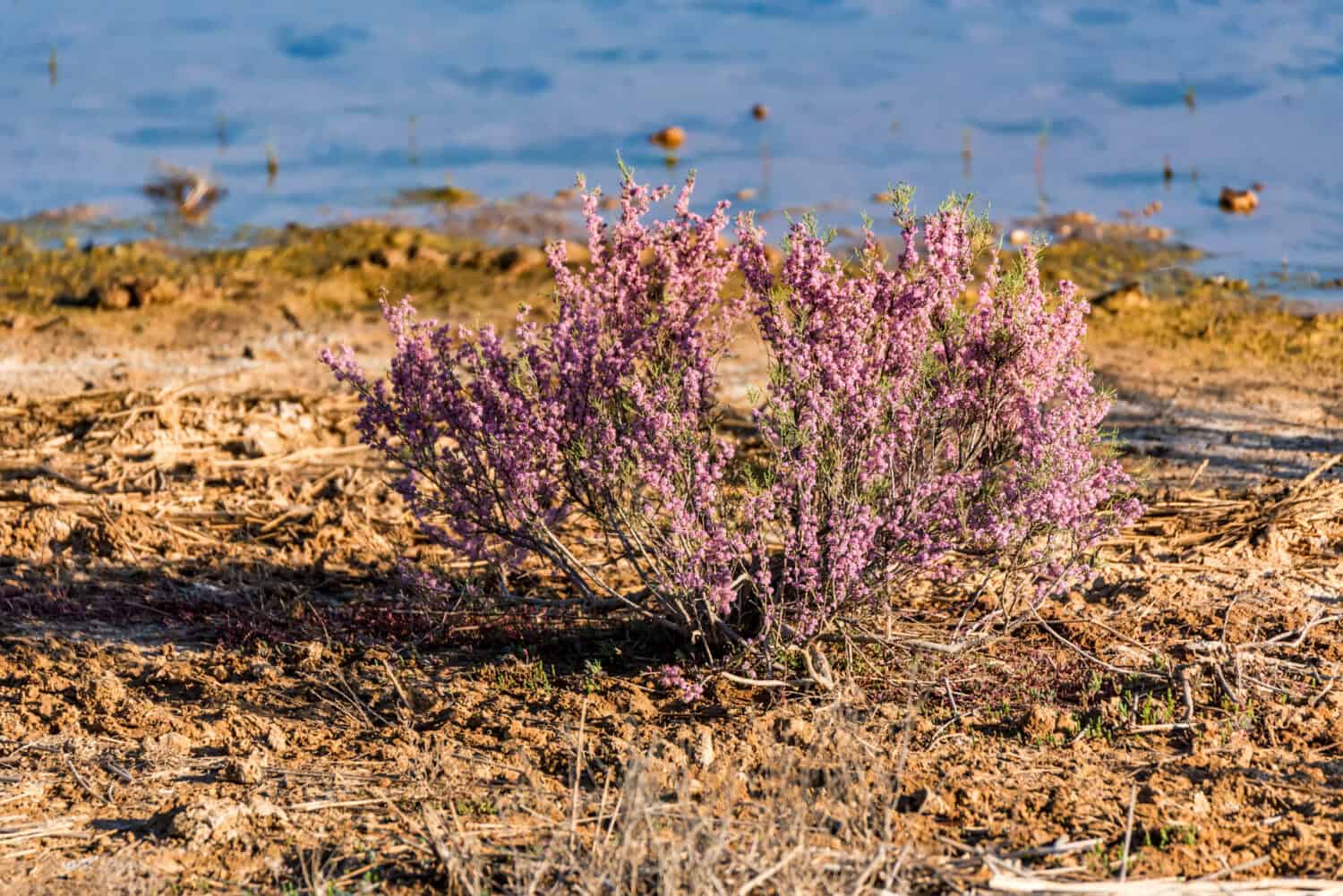 Blooming Tamarix bush on coast