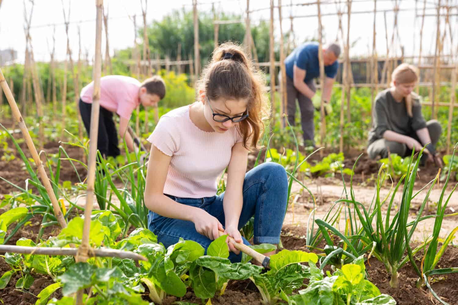 Portrait of teenage girl working in vegetable garden with family at summer day
