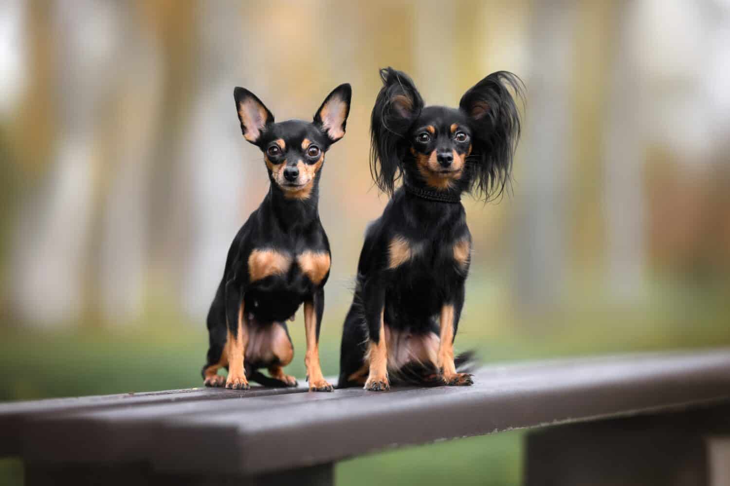 two russian toy dogs posing together outdoors, short haired and long haired variety