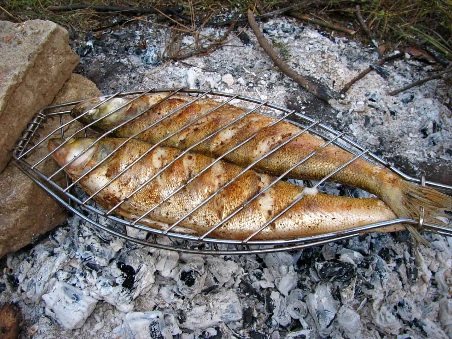 Fish walleye cooked in the coals of the fire.