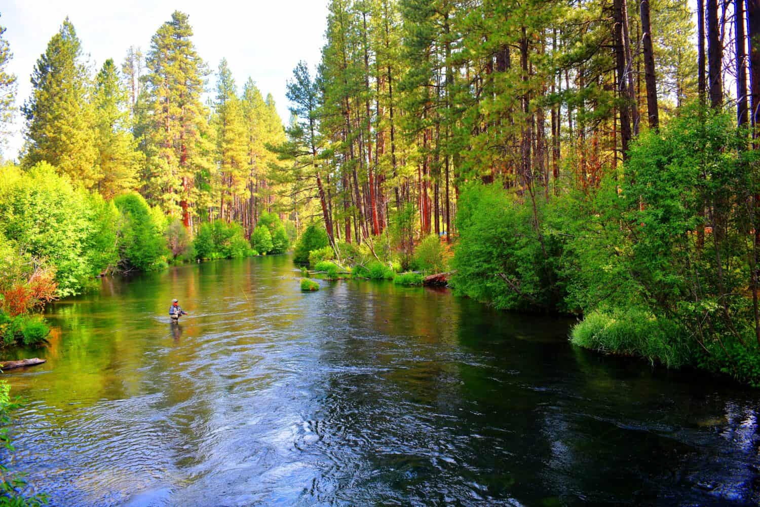 Fly fishing in the Metolius River