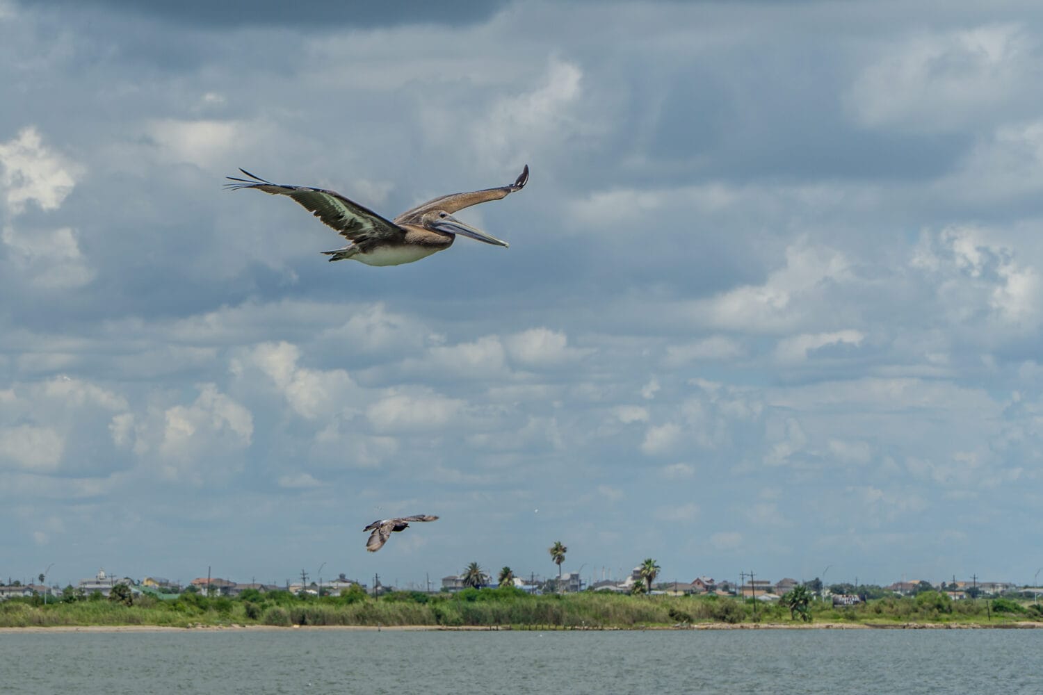 Pelicans flying over Galveston Bay