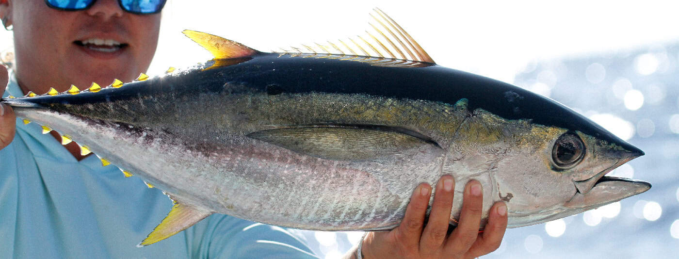 Yellowfin Tuna