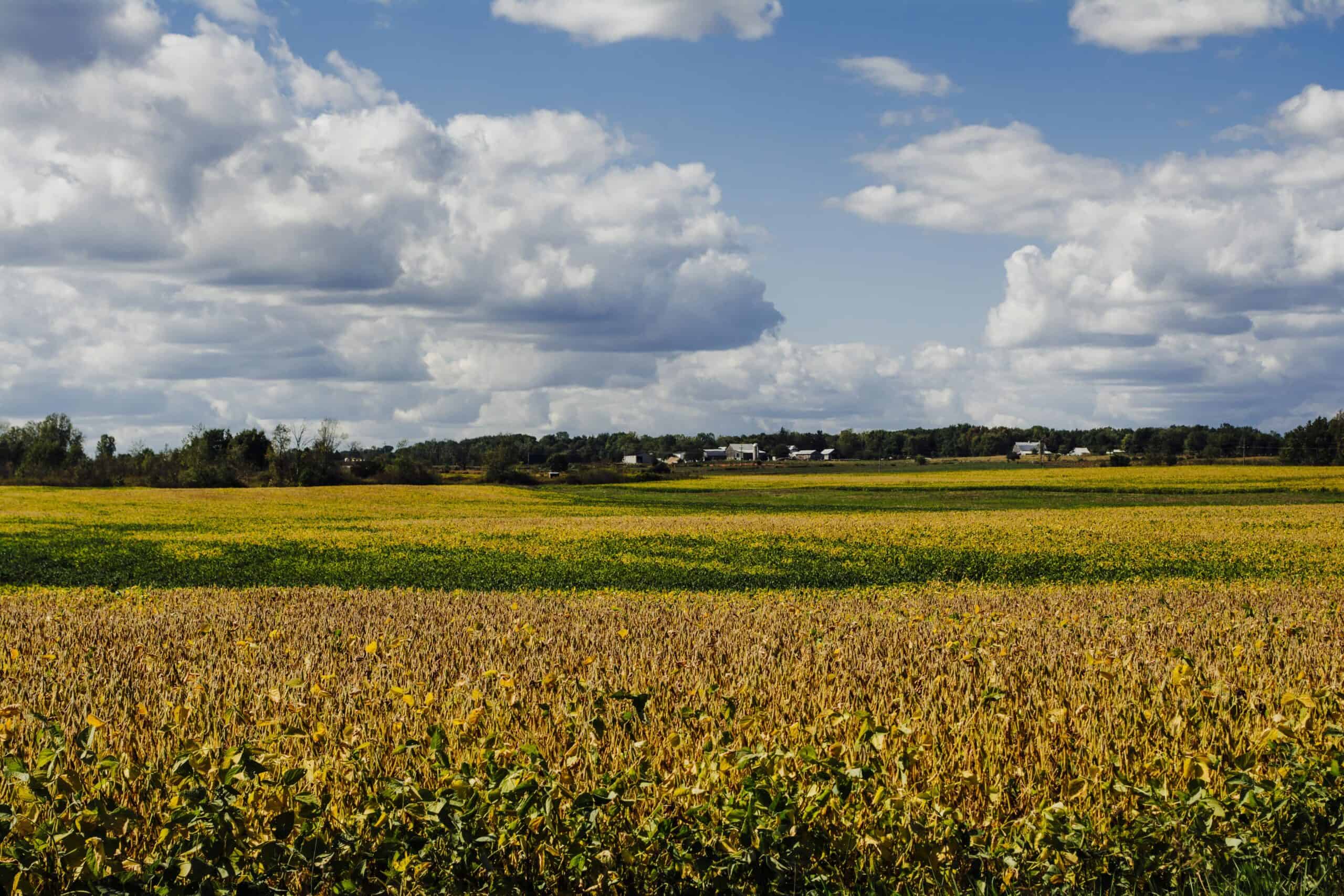 Hillsdale, Michigan | Ripening Soybean Field in Southern Michigan on a Cloudy Day