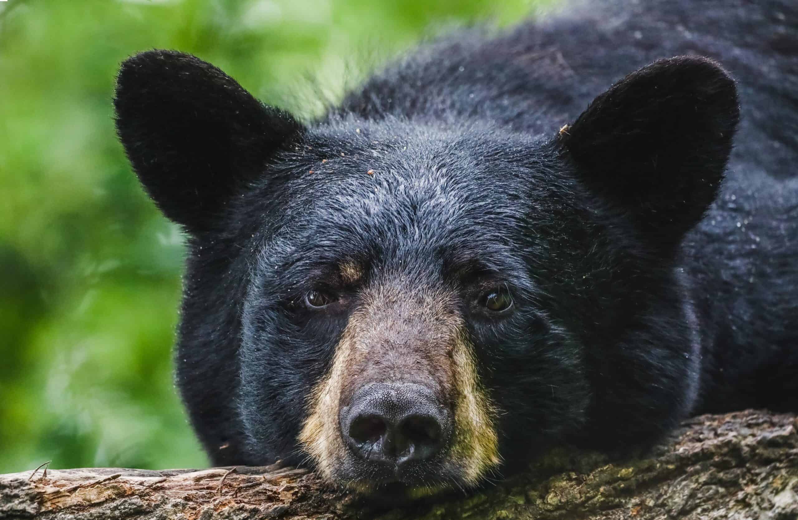 Black bear | Bear Daze