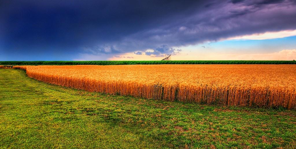 Kansas | Kansas summer wheat field and storm