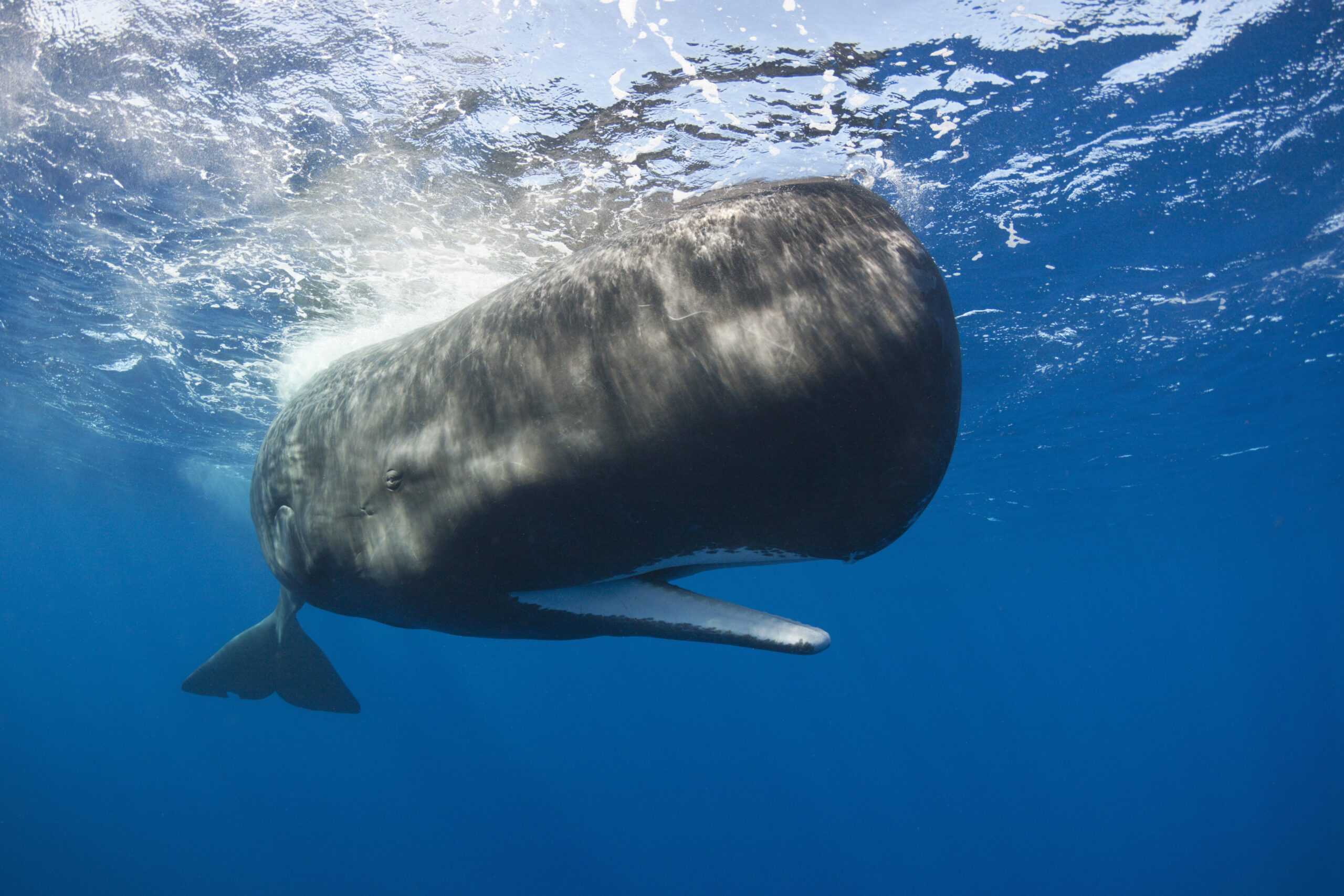 Sperm whale (marine mammal) | Sperm Whale (Physeter macrocephalus)