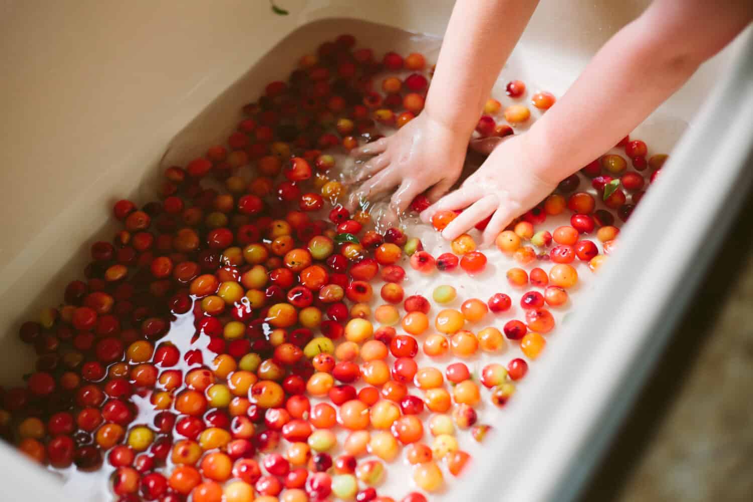White Farmhouse sink full of wild and colorful sandhill plums