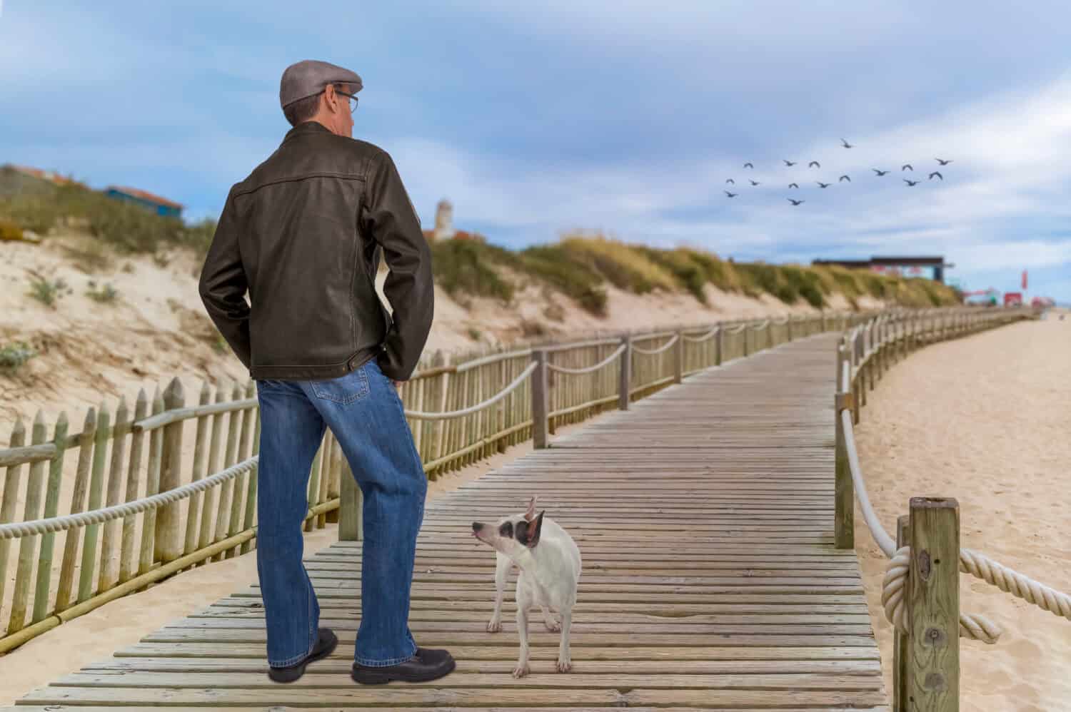 A man walks his dog off the leash on the boardwalk at the beach. He stops to look at the ocean while the white dog looks up at him for direction.