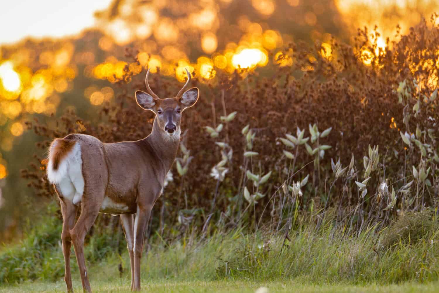 White-tailed Buck (Odocoileus virginianus) backlit from the setting sun at evening. Selective focus, background blur and foreground blur.