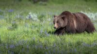 Grizzly Bears in the Grand Tetons