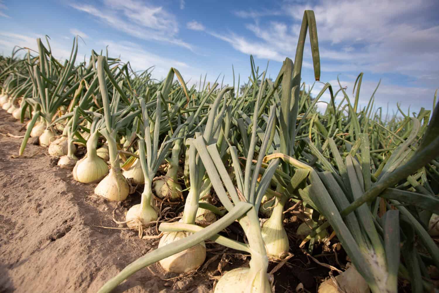 Walla Walla Sweet Onions in the Field