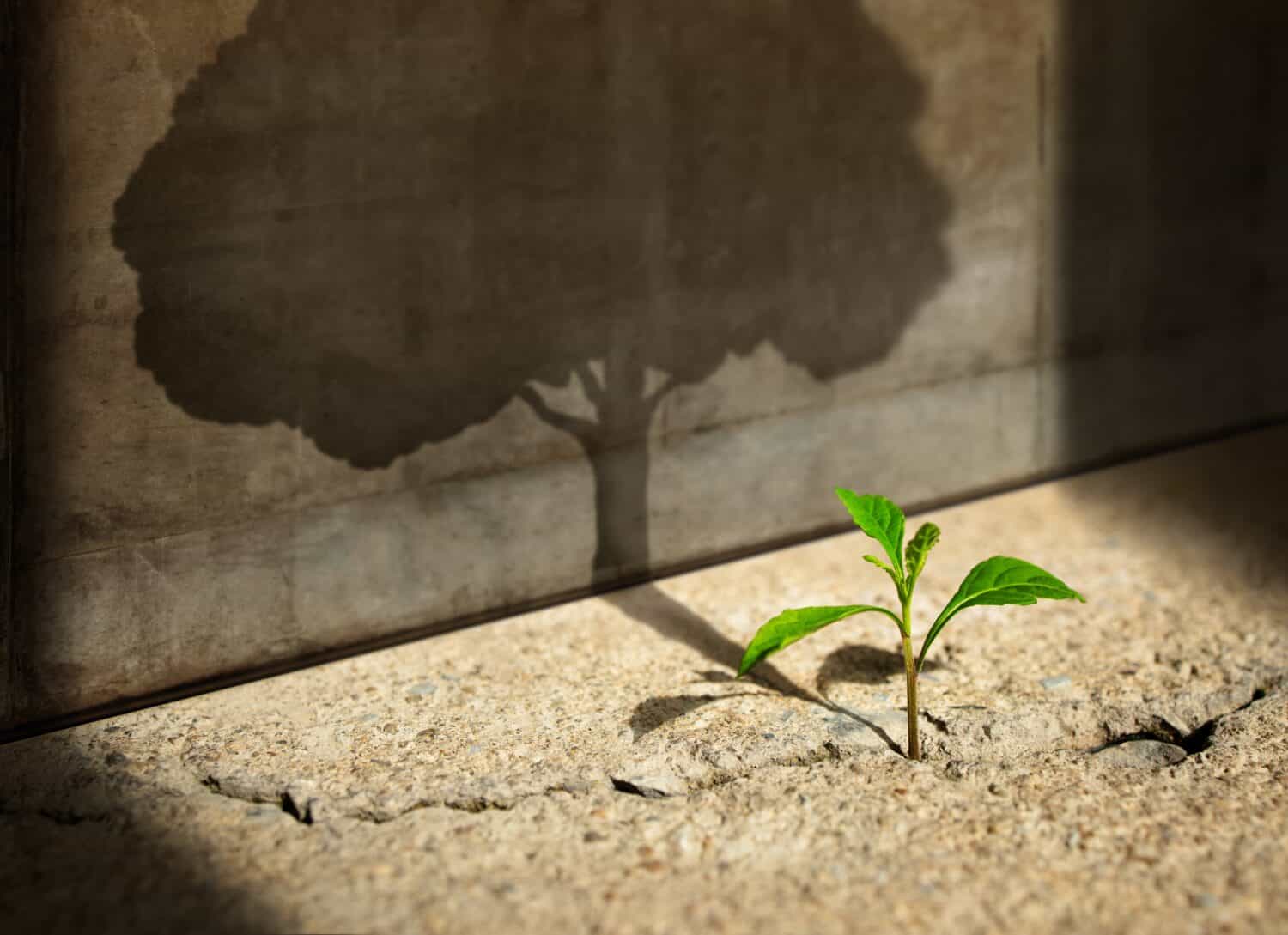 Start, Think Big, Growth Mindset, Recovery and Challenge in Life or Business Concept.Economic Crisis Symbol.New Green Sprout Plant Growth in Cracked Concrete and Shading a Big Tree Shadow on the Wall