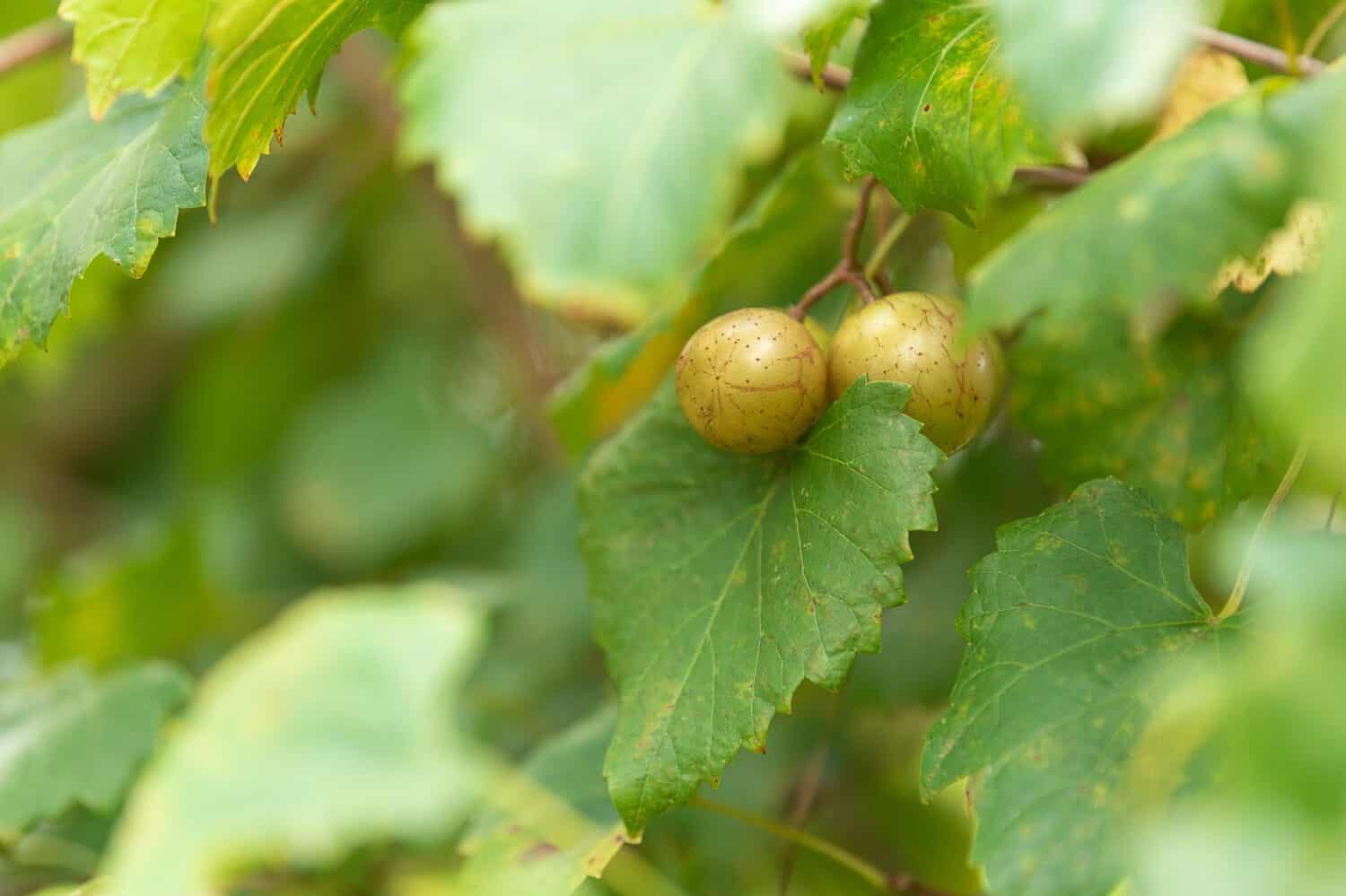 Scuppernong Grapes On Grapevine, Ripe