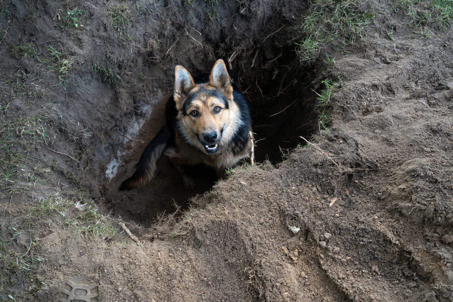 A playful German shepherd sitting in a digged hole in dirt. Shot in Estonia, Northern Europe.