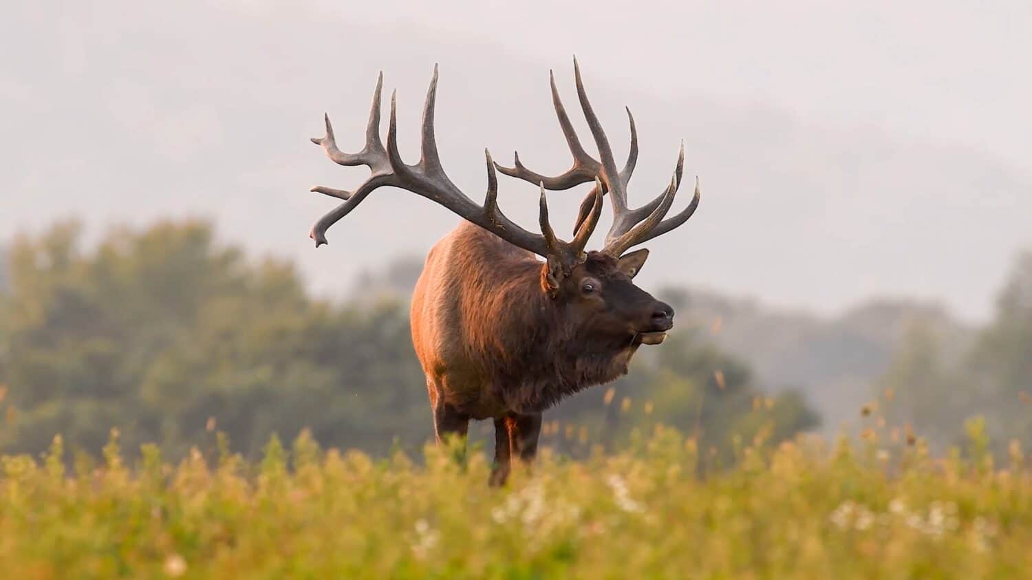 elk bugling (Cervus canadensis) or wapiti